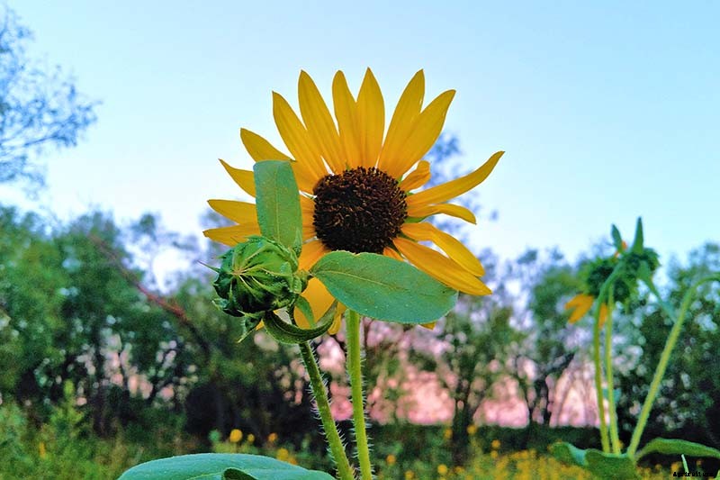 Is My Sunflower an Annual or a Perennial? Here’s How to Tell