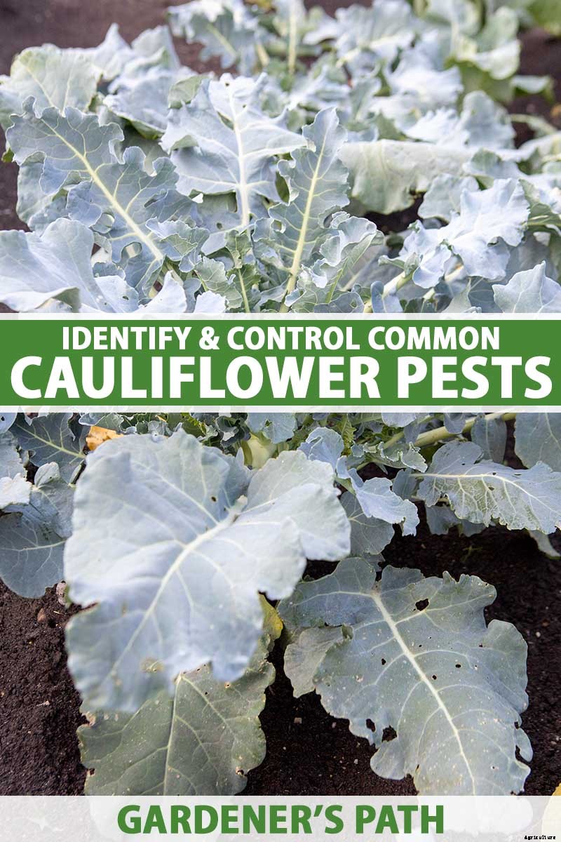 How to Recognize and Manage 9 Common Cauliflower Pests