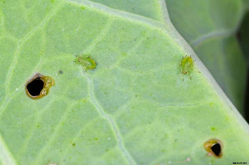 How to Recognize and Manage 9 Common Cauliflower Pests