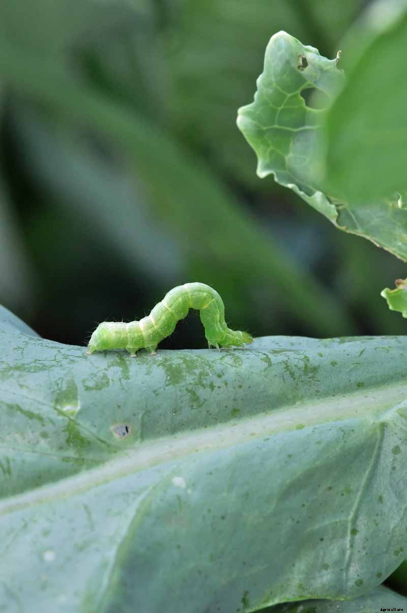 How to Recognize and Manage 9 Common Cauliflower Pests