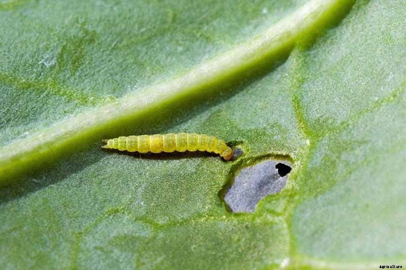 How to Recognize and Manage 9 Common Cauliflower Pests