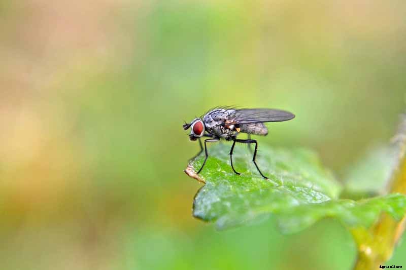 How to Recognize and Manage 9 Common Cauliflower Pests