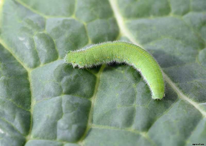 How to Recognize and Manage 9 Common Cauliflower Pests