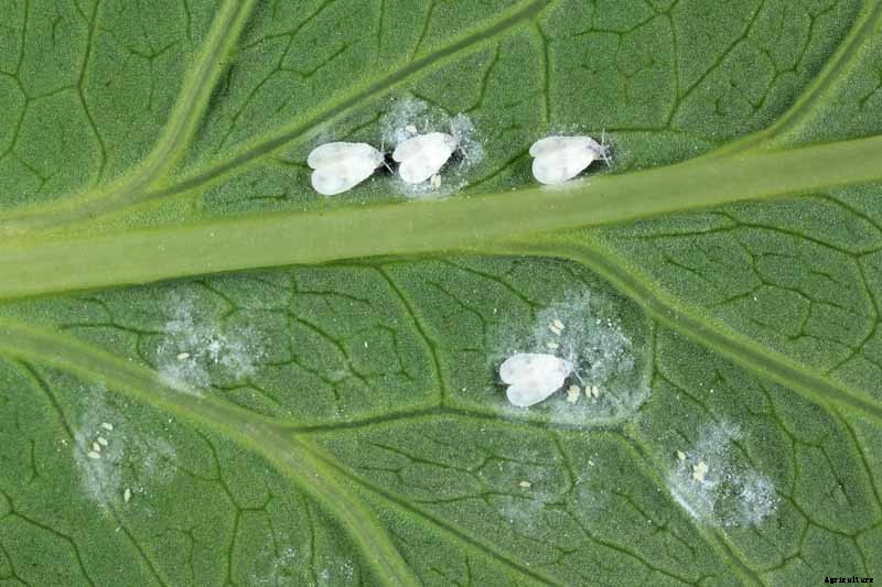 How to Recognize and Manage 9 Common Cauliflower Pests