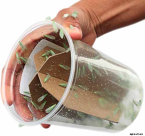 How to Recognize and Manage 9 Common Cauliflower Pests