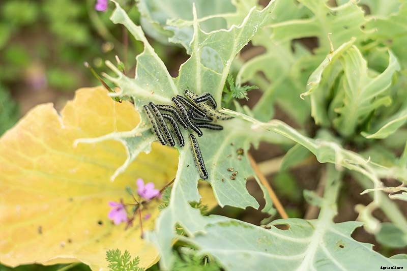 How to Recognize and Manage 9 Common Cauliflower Pests