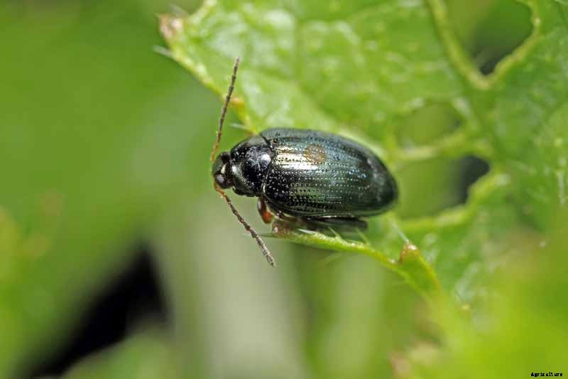 How to Recognize and Manage 9 Common Cauliflower Pests