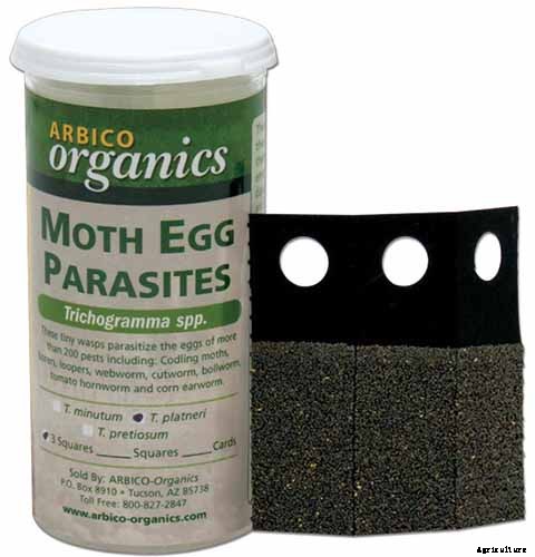 How to Recognize and Manage 9 Common Cauliflower Pests