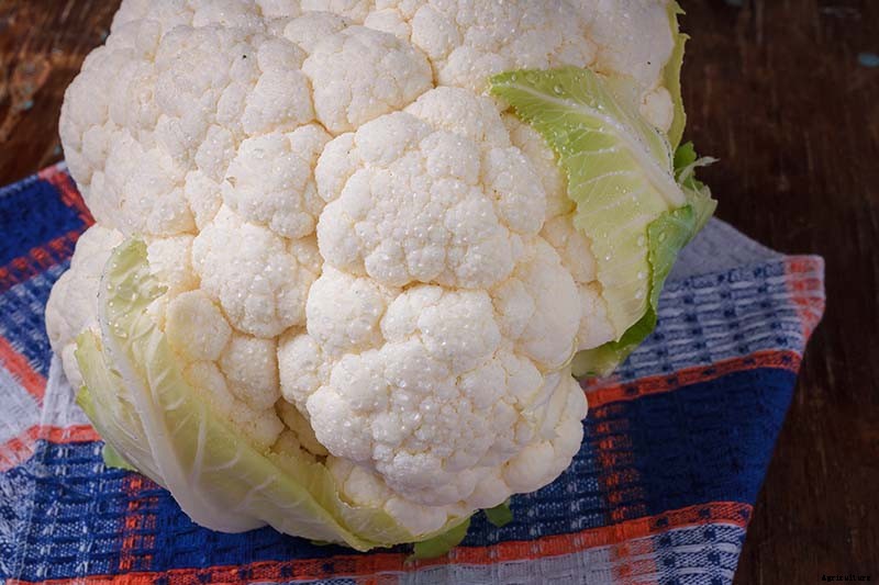 How to Recognize and Manage 9 Common Cauliflower Pests