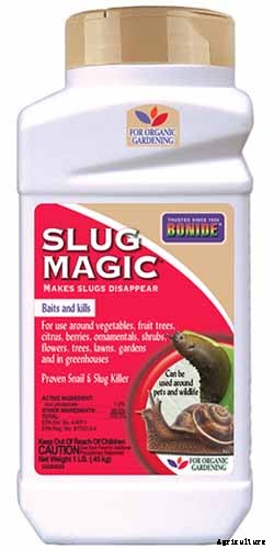 How to Recognize and Manage 9 Common Cauliflower Pests