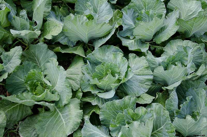 How to Recognize and Manage 9 Common Cauliflower Pests