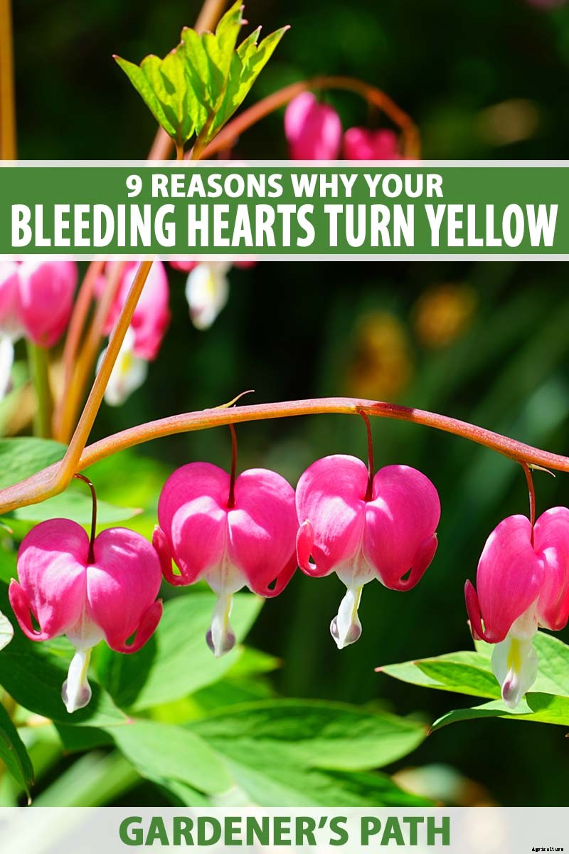 9 Reasons Why Bleeding Hearts Turn Yellow with Troubleshooting Tips