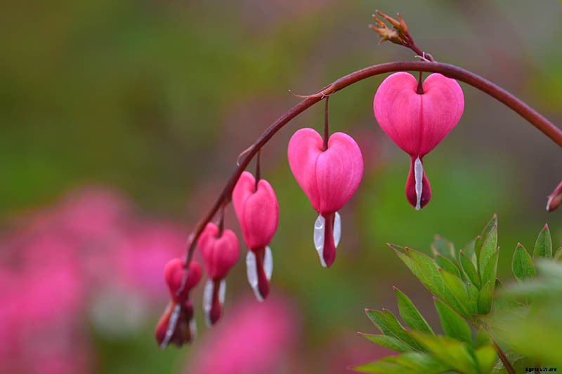 9 Reasons Why Bleeding Hearts Turn Yellow with Troubleshooting Tips
