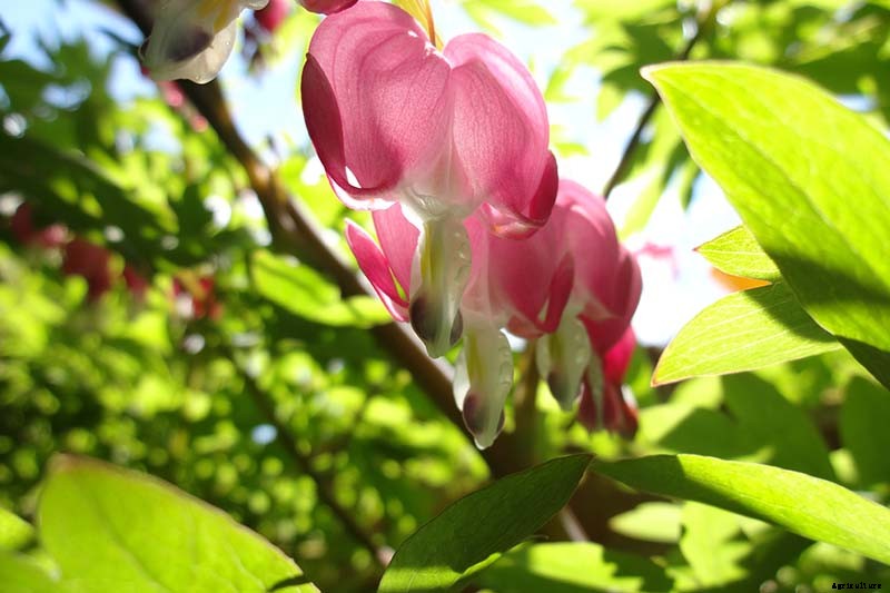 9 Reasons Why Bleeding Hearts Turn Yellow with Troubleshooting Tips