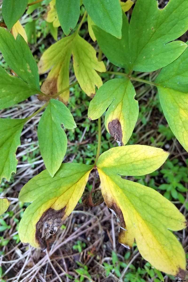 9 Reasons Why Bleeding Hearts Turn Yellow with Troubleshooting Tips