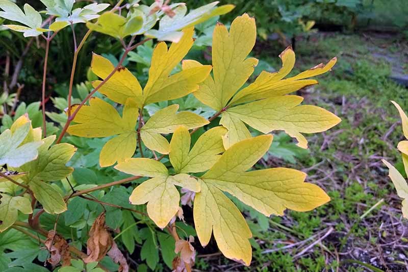 9 Reasons Why Bleeding Hearts Turn Yellow with Troubleshooting Tips