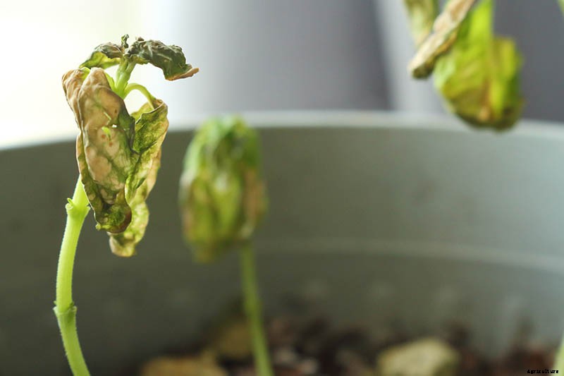 9 Reasons Why Bleeding Hearts Turn Yellow with Troubleshooting Tips