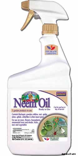 9 Reasons Why Bleeding Hearts Turn Yellow with Troubleshooting Tips