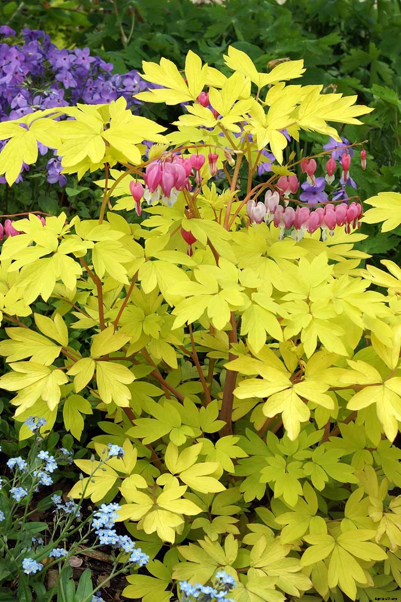 9 Reasons Why Bleeding Hearts Turn Yellow with Troubleshooting Tips