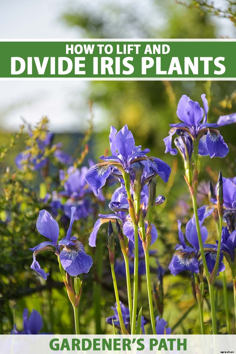 How to Divide and Transplant Irises
