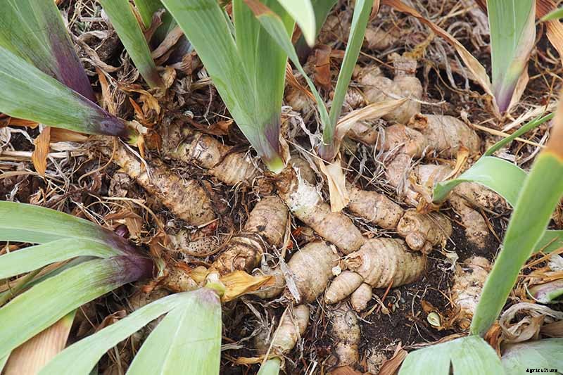 How to Divide and Transplant Irises