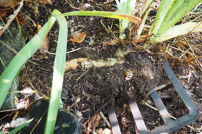 How to Divide and Transplant Irises