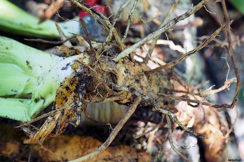 How to Divide and Transplant Irises