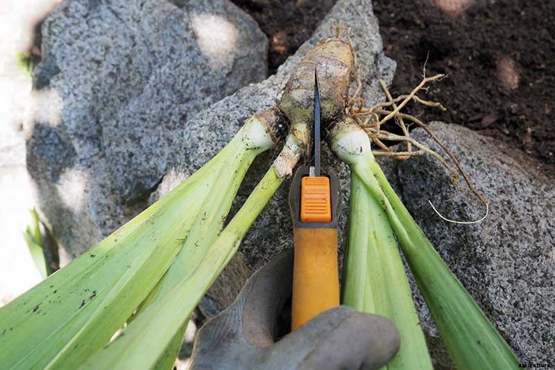 How to Divide and Transplant Irises