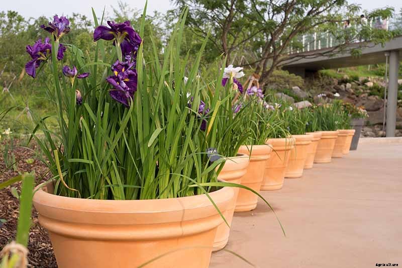 How to Divide and Transplant Irises