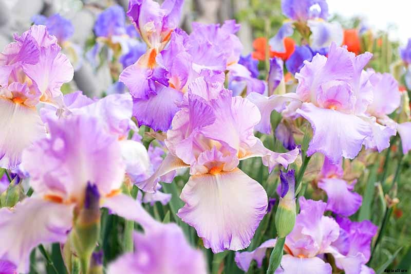 How to Divide and Transplant Irises