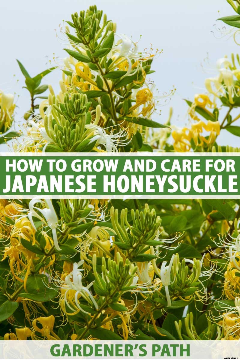 How to Grow and Care for Japanese Honeysuckle
