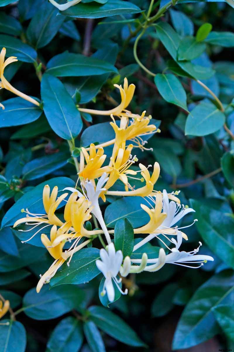 How to Grow and Care for Japanese Honeysuckle