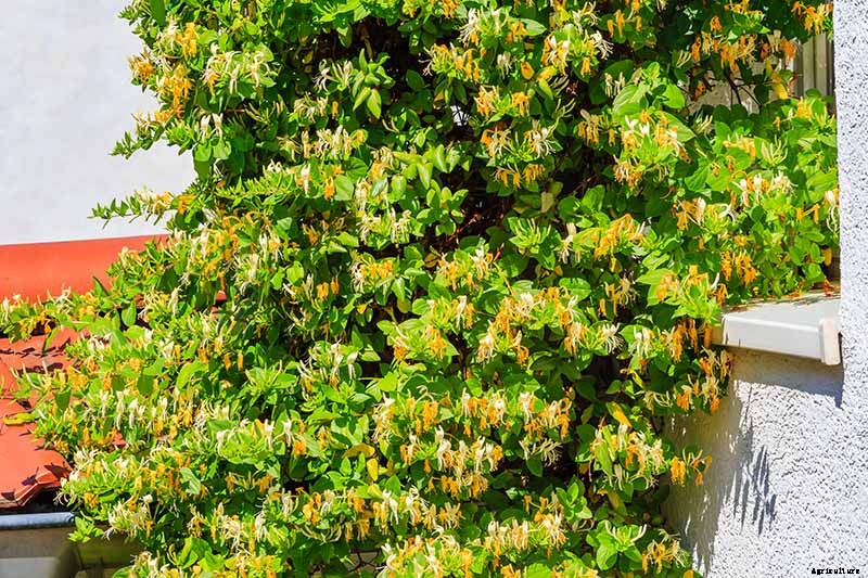 How to Grow and Care for Japanese Honeysuckle