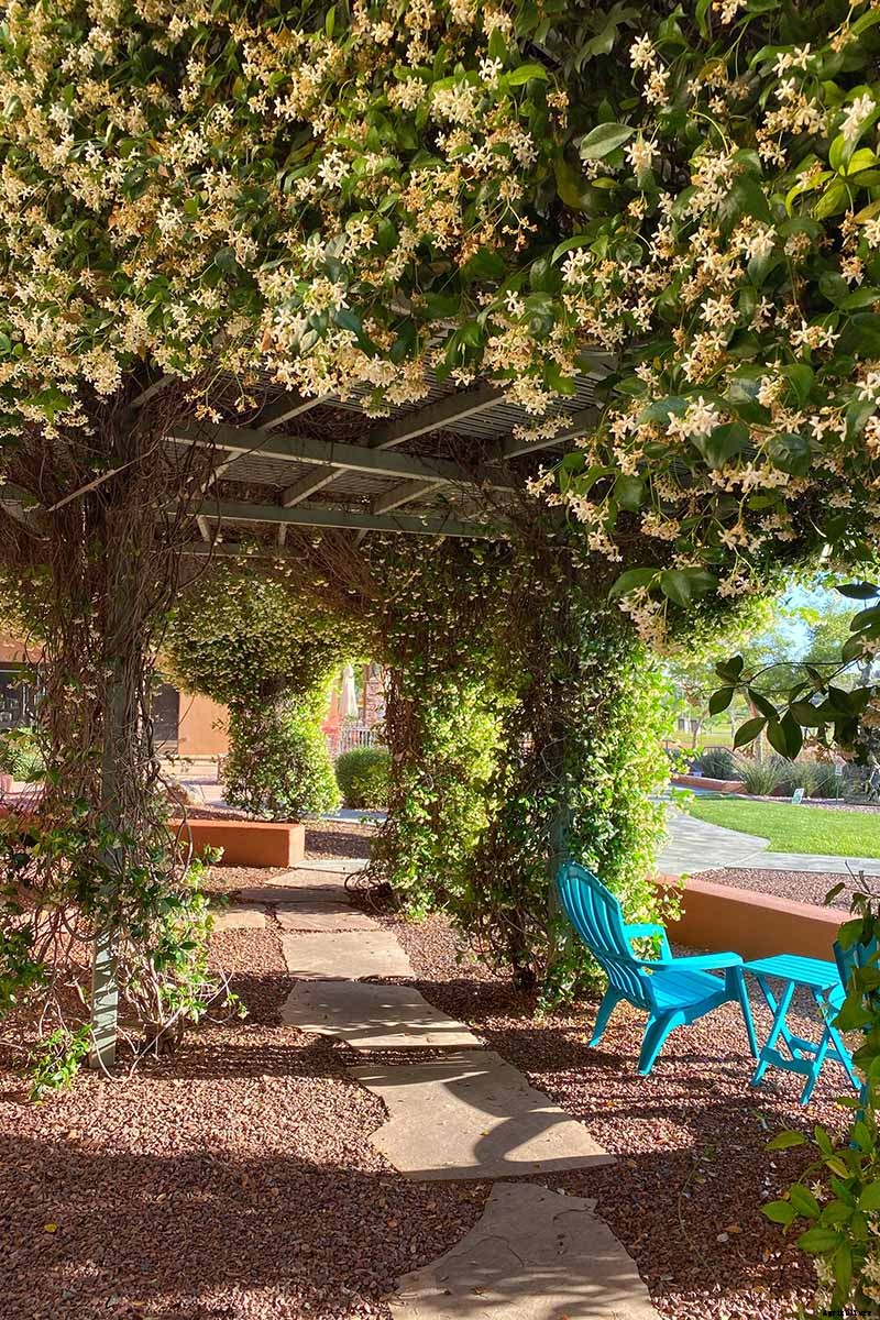 How to Grow and Care for Japanese Honeysuckle