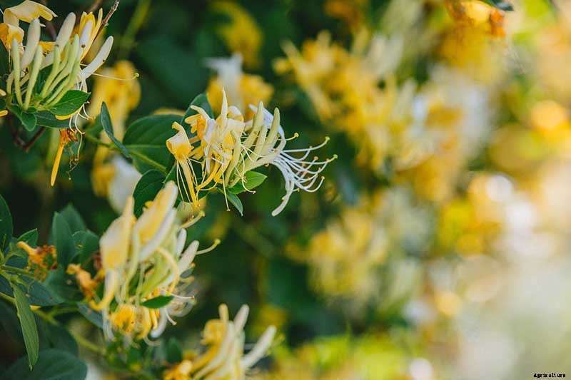 How to Grow and Care for Japanese Honeysuckle