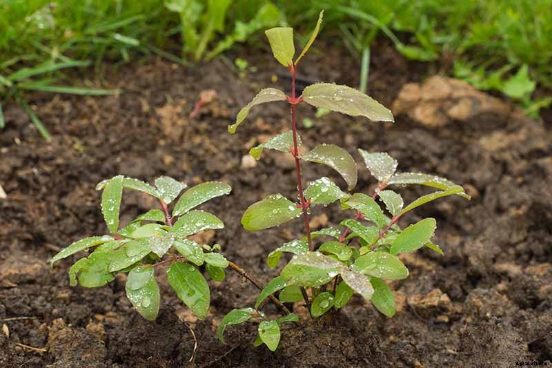 How to Grow and Care for Japanese Honeysuckle