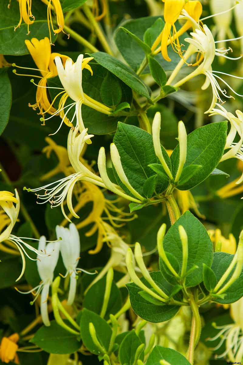 How to Grow and Care for Japanese Honeysuckle