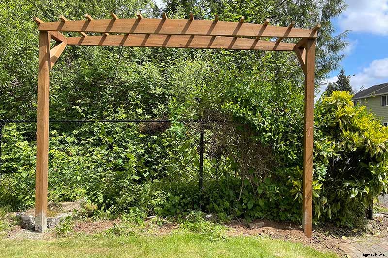 How to Grow and Care for Japanese Honeysuckle