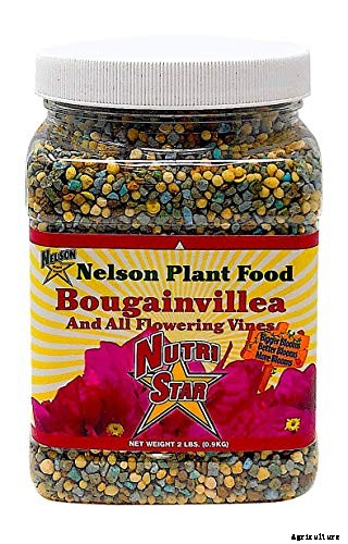 How to Grow and Care for Japanese Honeysuckle