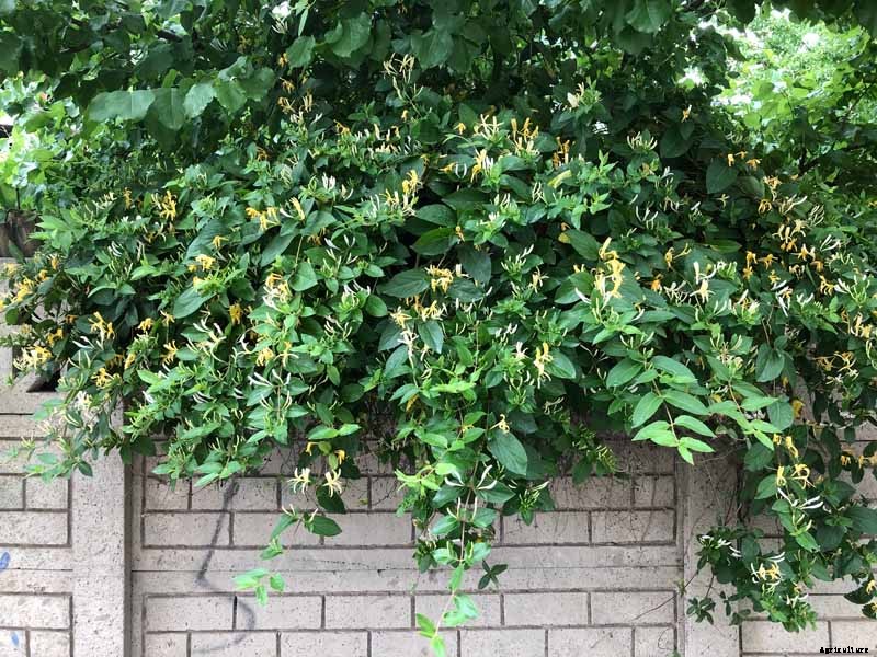 How to Grow and Care for Japanese Honeysuckle