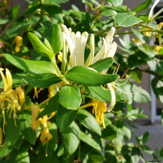 How to Grow and Care for Japanese Honeysuckle