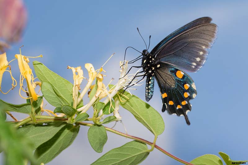 How to Grow and Care for Japanese Honeysuckle