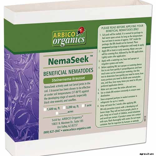 How to Grow and Care for Japanese Honeysuckle