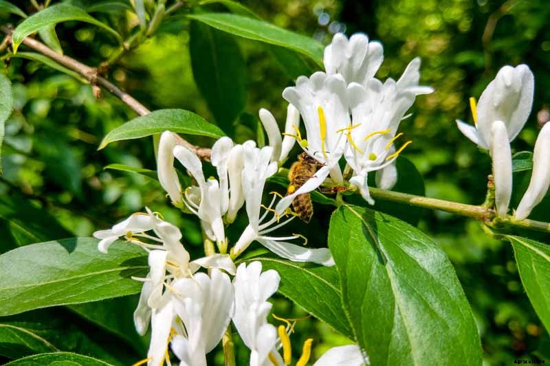 How to Grow and Care for Japanese Honeysuckle