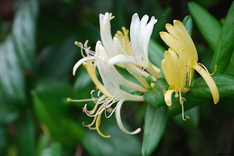 How to Grow and Care for Japanese Honeysuckle