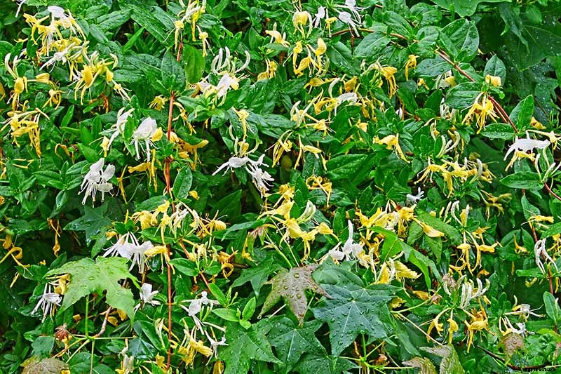 How to Grow and Care for Japanese Honeysuckle
