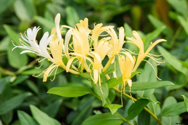 How to Grow and Care for Japanese Honeysuckle