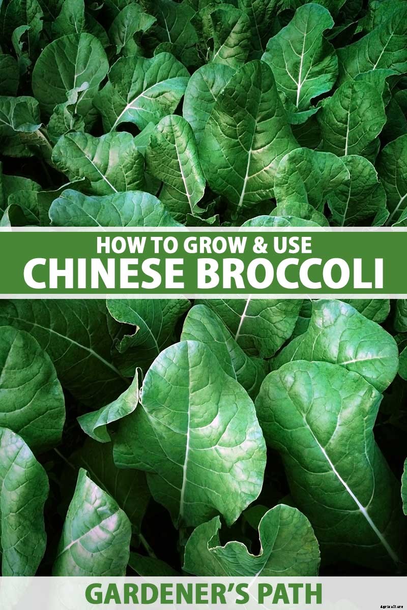 How to Grow and Use Chinese Broccoli