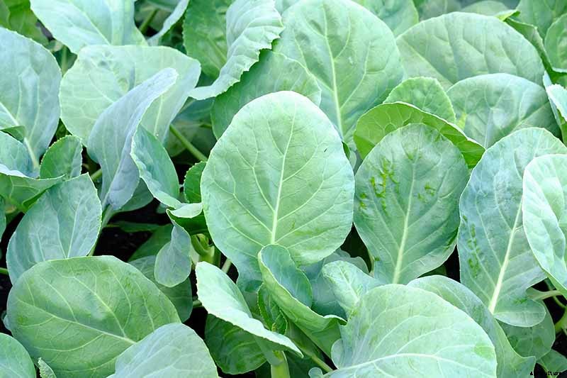 How to Grow and Use Chinese Broccoli