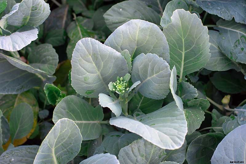 How to Grow and Use Chinese Broccoli